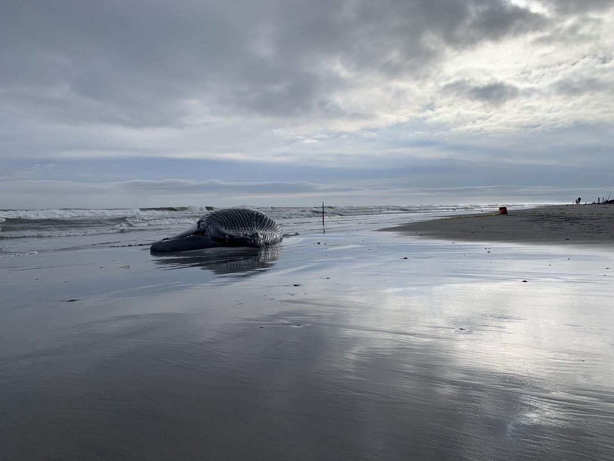 Mark_LaValla's tweet photo. Another beached whale. This is the 7th whale death in over a month to hit the beaches of New York and New Jersey’s coastline. This 25’ humpback whale beached in Brigantine, NJ yesterday. It’s size indicates it’s likely a sub-adult.  ⁦@Mark_LaValla⁩ ⁦@FOX29philly⁩ https://t.co/vz2gWNlcyB