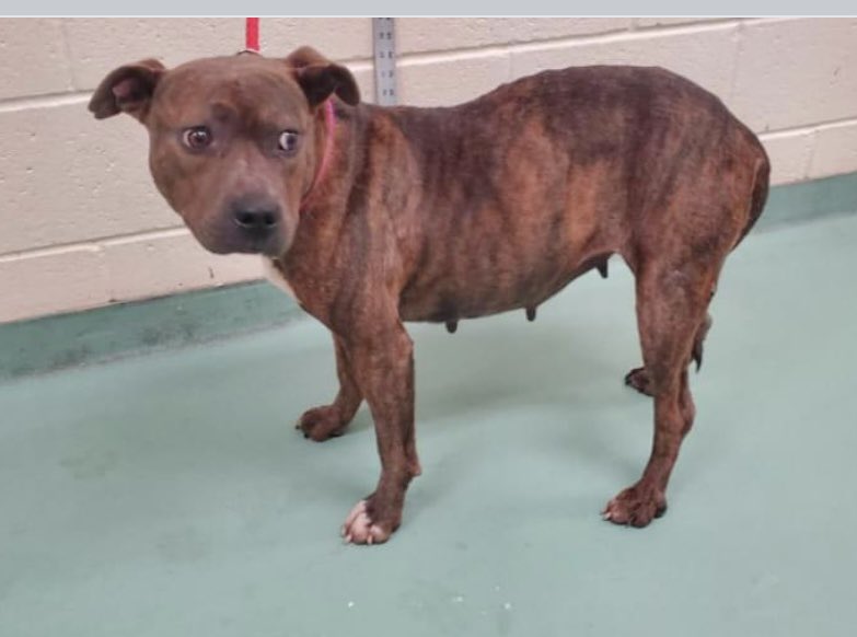 reddogsusie's tweet photo. #TN #MEMPHIS
🆘URGENT Arlee 3yo girl HW+ Friendly, social &amp; tolerant in playgroup-had a Code Red kennel buddy who has Rescue-Rescue would like to take Arlee too but need help for her HW treatment. Pls #PLEDGE #FOSTER #MASA18936 
https://t.co/OFQpgYdWh5 https://t.co/sKuV4Me7F3