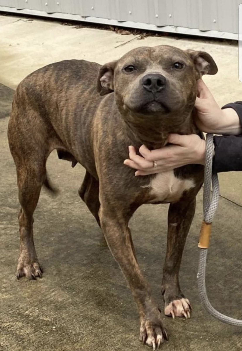 reddogsusie's tweet photo. #TN #MEMPHIS
🆘URGENT Arlee 3yo girl HW+ Friendly, social &amp; tolerant in playgroup-had a Code Red kennel buddy who has Rescue-Rescue would like to take Arlee too but need help for her HW treatment. Pls #PLEDGE #FOSTER #MASA18936 
https://t.co/OFQpgYdWh5 https://t.co/sKuV4Me7F3