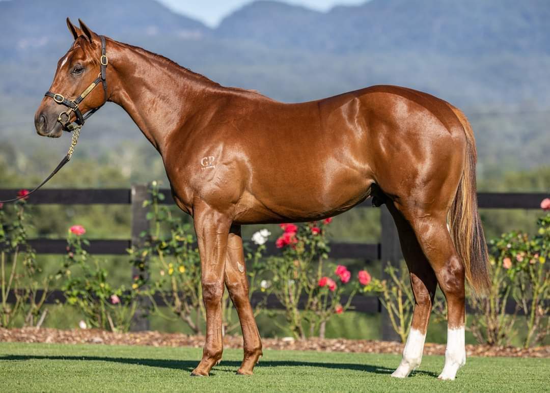 TyreelStud photo