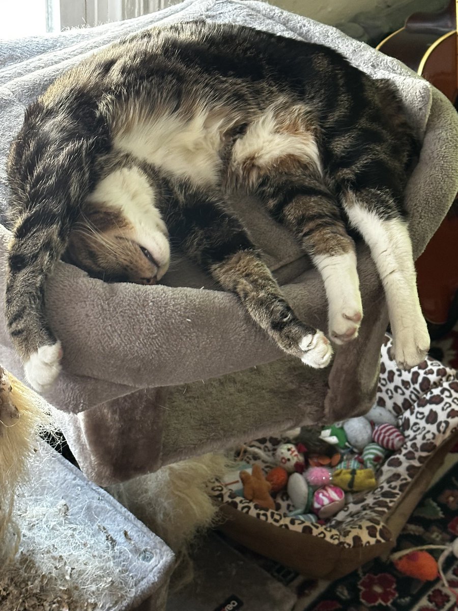 TomMoroney5's tweet photo. @DallasZoo As someone with cats, I’m utterly shocked she didn’t travel far. https://t.co/qbNUralE1i
