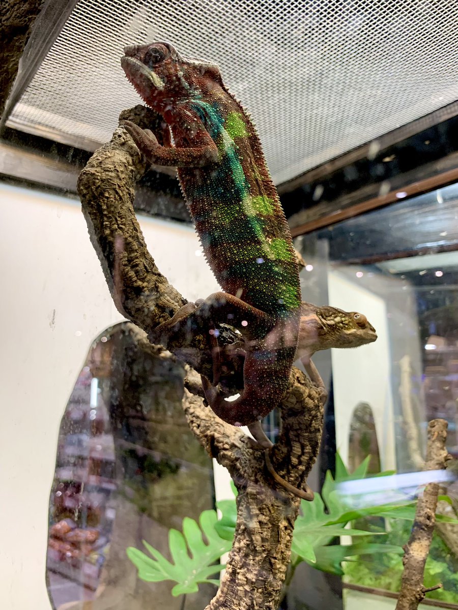 ヒ*ロ様 ☘️ スペシャルイベント☘️ラスト2☘️371 ❤️超希少【カメレオン キャメレオン