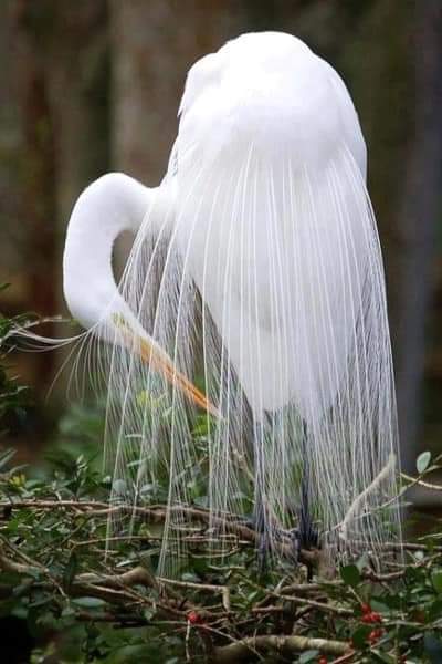 Stunning White Heron
