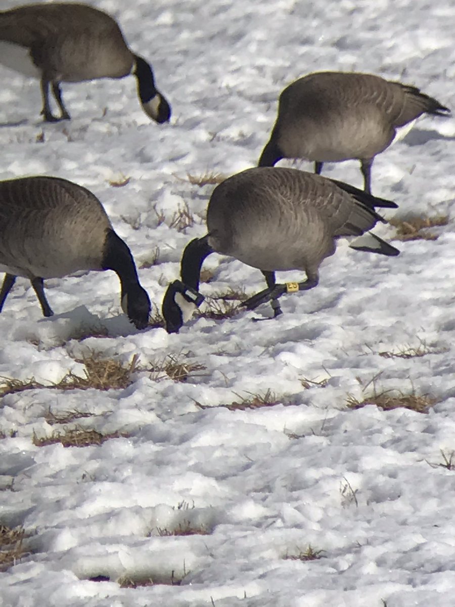 ScottSomershoe's tweet photo. Green birding today yielded locally rare Bohemian Waxwings, a dark Ferruginous hawk and this GPS tagged cackling goose! The goose was banded in northern AK in July 2022 by my USFWS colleagues! https://t.co/vXTKiXr75H
