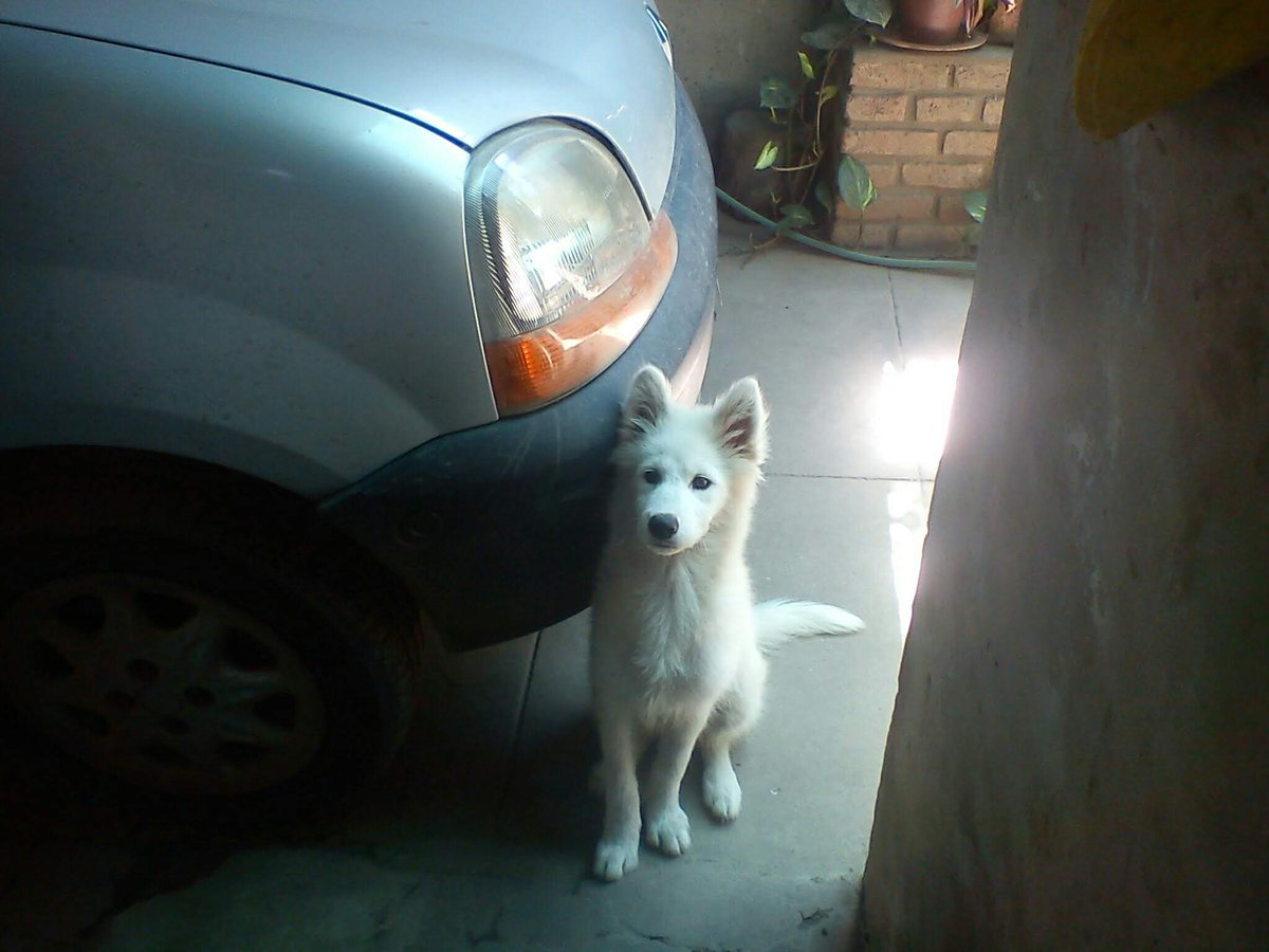 BochitaBolina tweet media