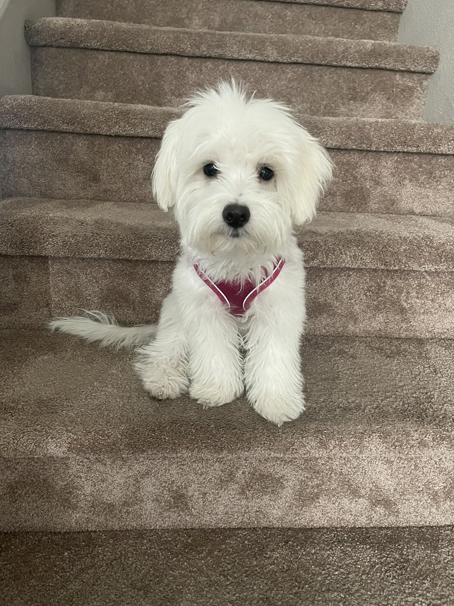 ReneePiane's tweet photo. It’s my dog Lucky’s Birthday! She has brought us so much joy! 🎉# puppylove https://t.co/S3Apg8jdqr