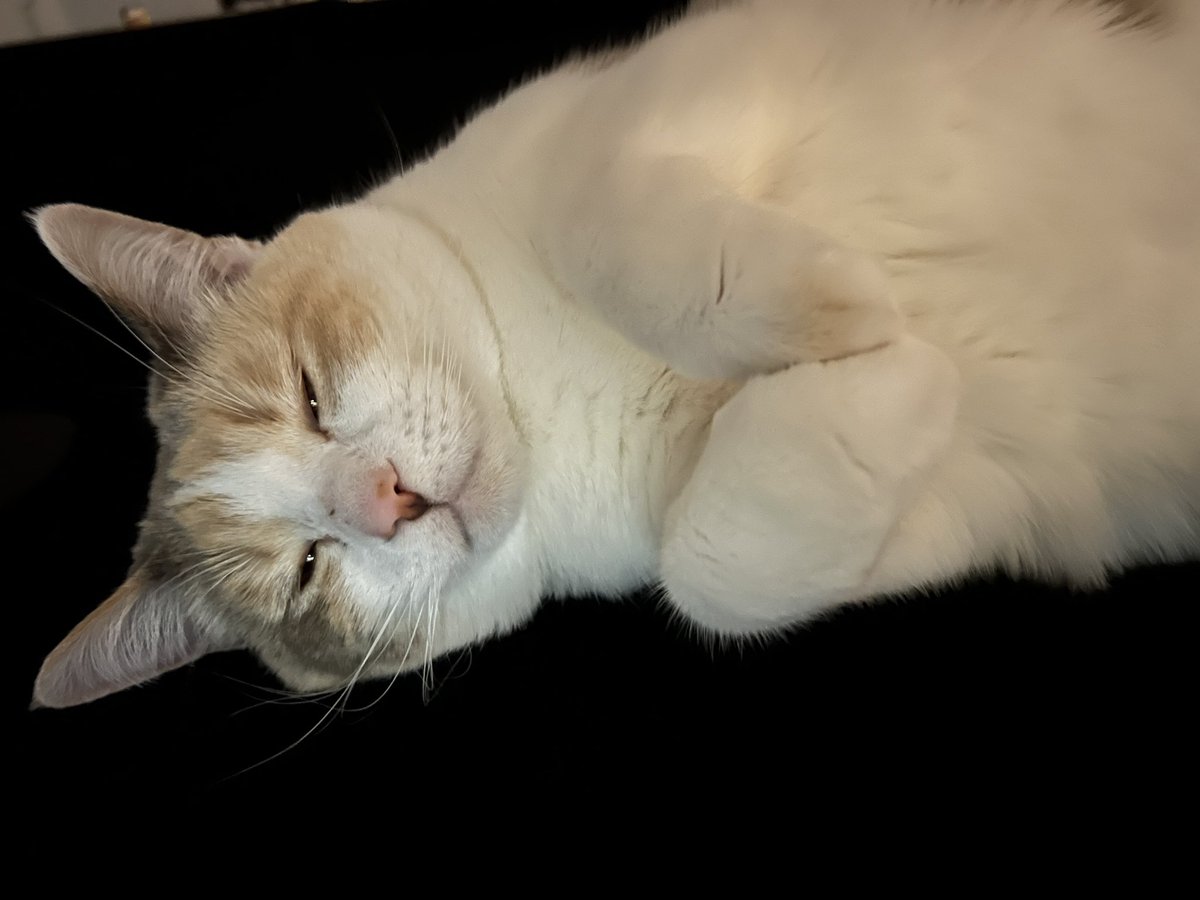 fatfatpankocat's tweet photo. Bunny feet https://t.co/EwIf43IgWX