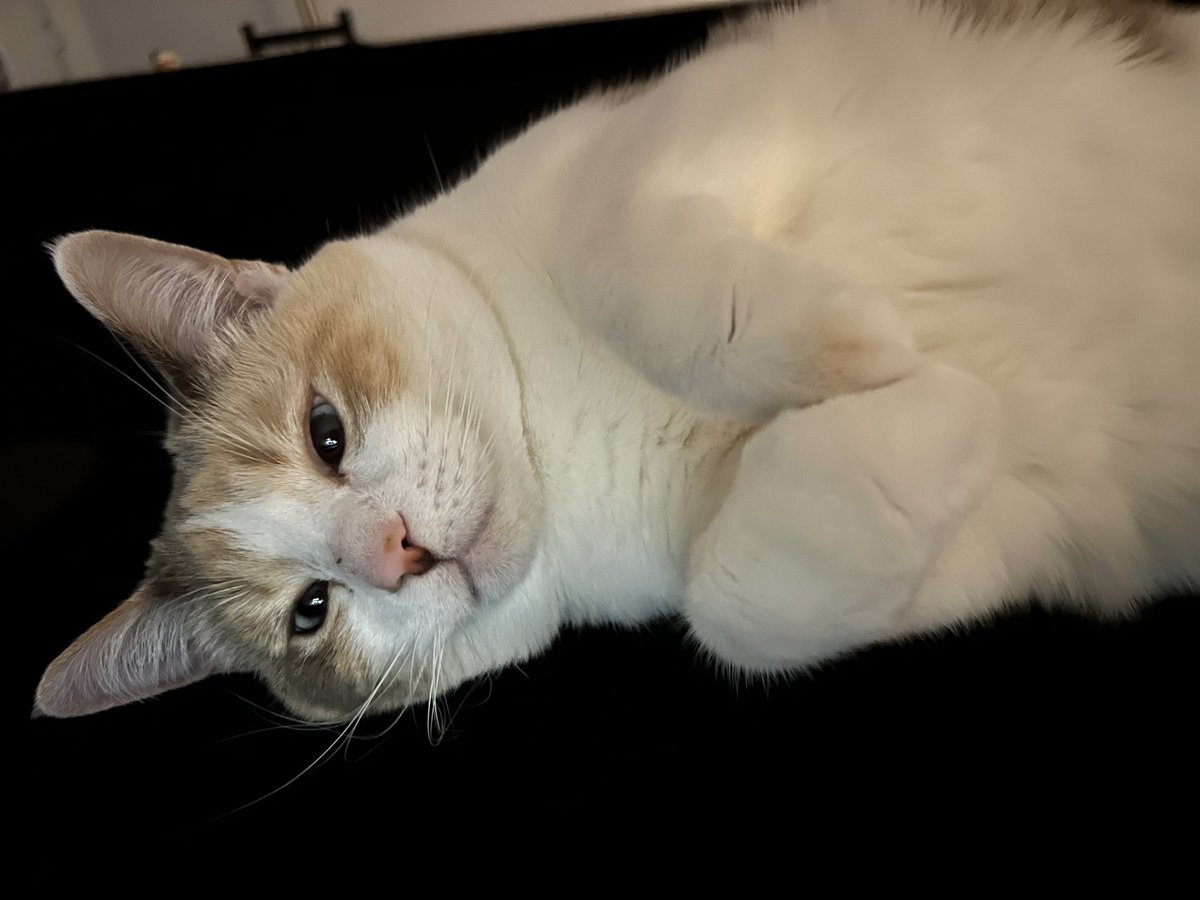 fatfatpankocat's tweet photo. Bunny feet https://t.co/EwIf43IgWX