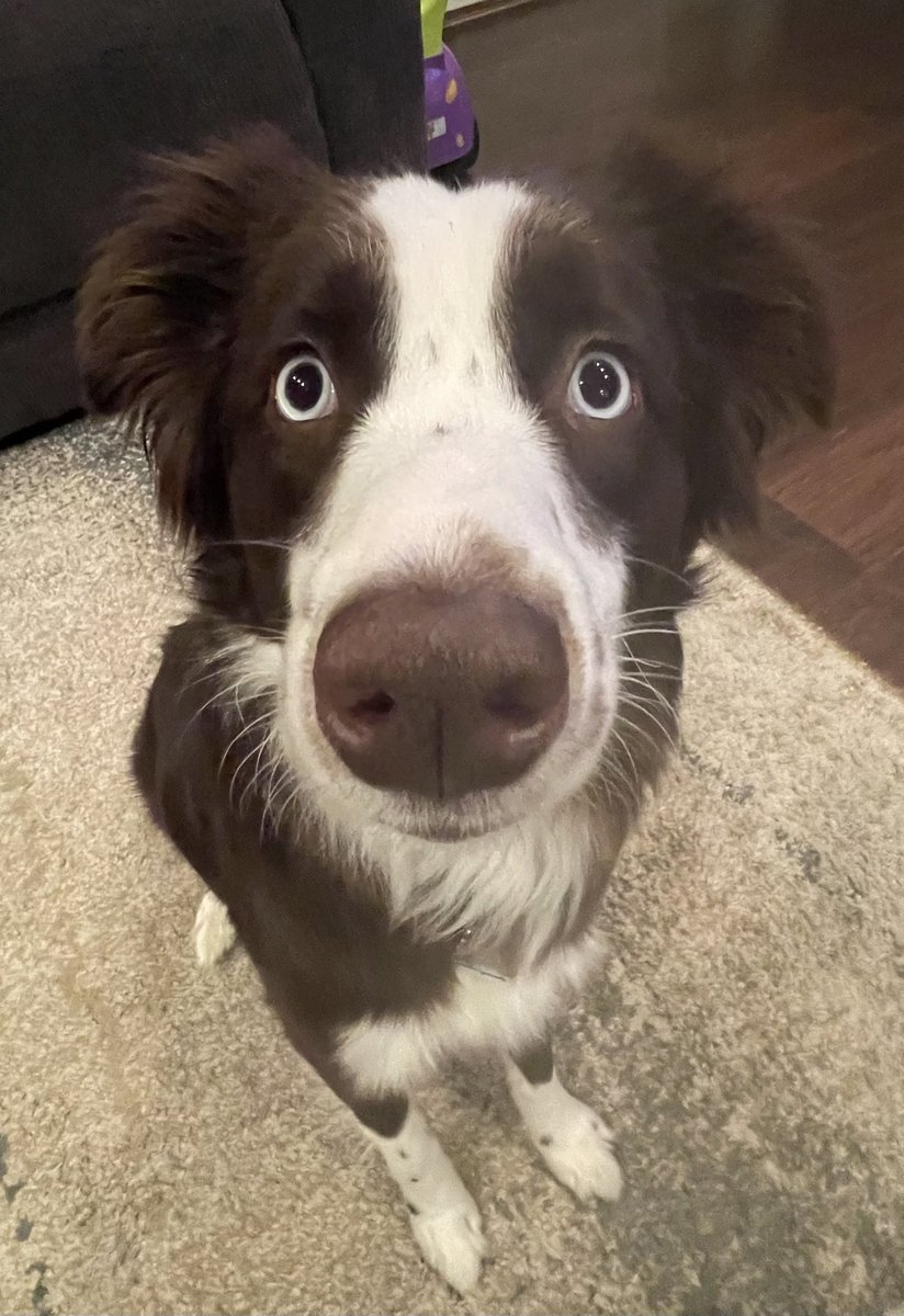 skye_mocha's tweet photo. Boop the snoot! #dogsoftwitter #puppy #dog #boopthesnoot https://t.co/FQUJIfx6eS