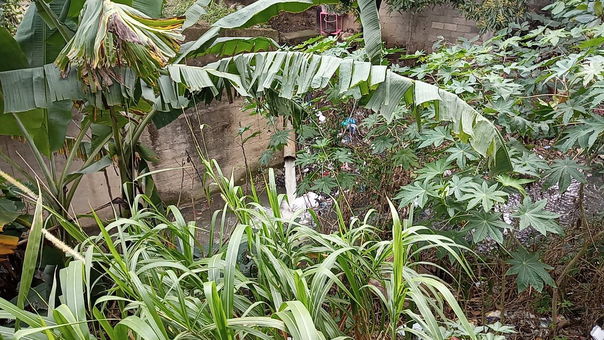 lavozdelyaque's tweet photo. EL PUENTE DE PASTOR BELLA VISTA, SANTIAGO 🇩🇴
En esa condiciones vemos esté lugar 🤕 con basura hasta el tope y una cloaca que entra directamente 🤢🤮 aquí entra en juego la siguiente palabras: 
"cuanto más conozco a los hombres más quiero a mi perro". (Lord Byron) 👋
#pastor https://t.co/cw0TuBBm00