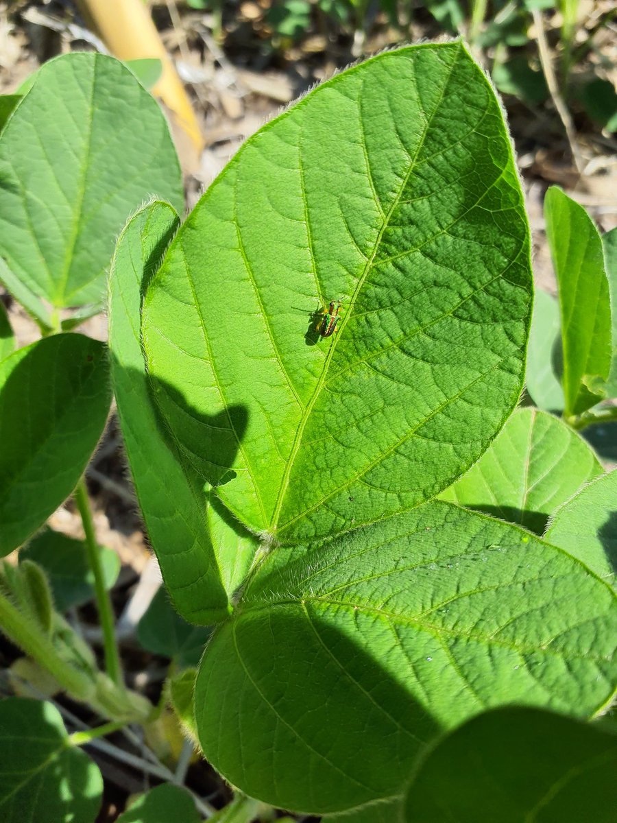 ScandoloNicolas's tweet photo. Vaquita defoliadora (Megascelis sp.)
Soja en estado fenológico V3
Zona: Montecristo, Córdoba
#megascelis #soja #soybean #insecticidas #agronomia #agro #fitosanitarios #fitopatologia #campo #monitoreo #agroinfluencer #influencer #contentcreator #creadordecontenido https://t.co/RyijE54nIk