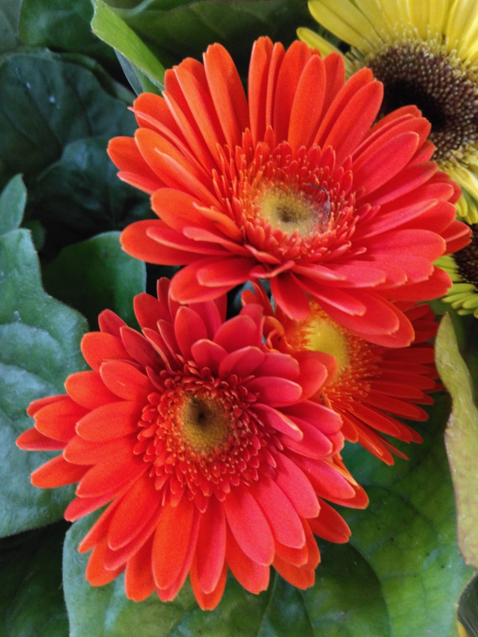 花屋の花子 Hanaco Nerima Twitter