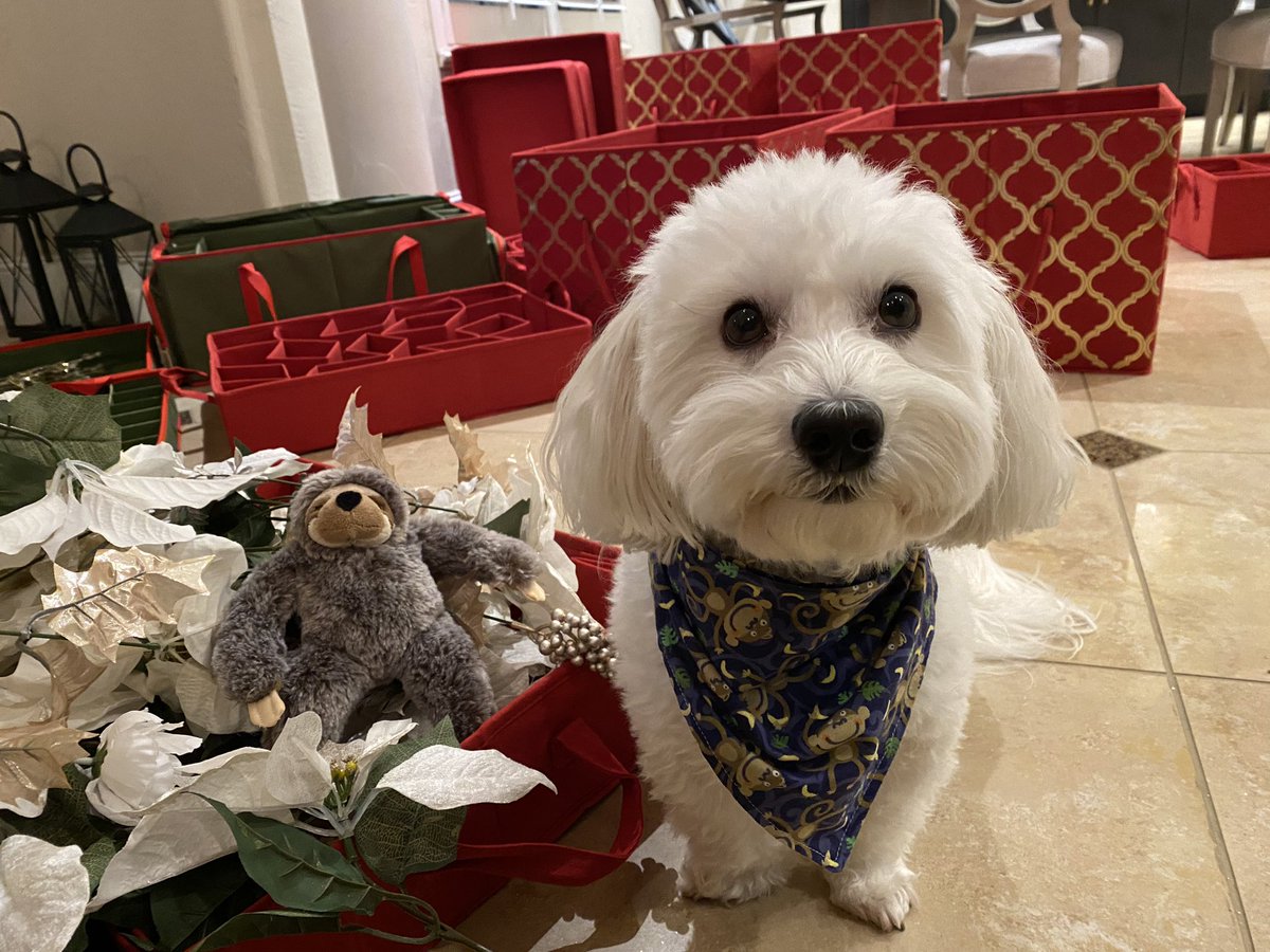 SirBailey2's tweet photo. Mommy an Daddy finally took down the’s tree. Wells the’s tree’s still up. But it’s nekked 🙄
Now look who’s fells out with them flowers… 🤔🐶🐾 #dogsoftwitter #adogslife #doggo #pets Hope hims don’t get packed up until next Christmas 😳 I’ll alert Mommy 💚 https://t.co/SGYi8dTgWL