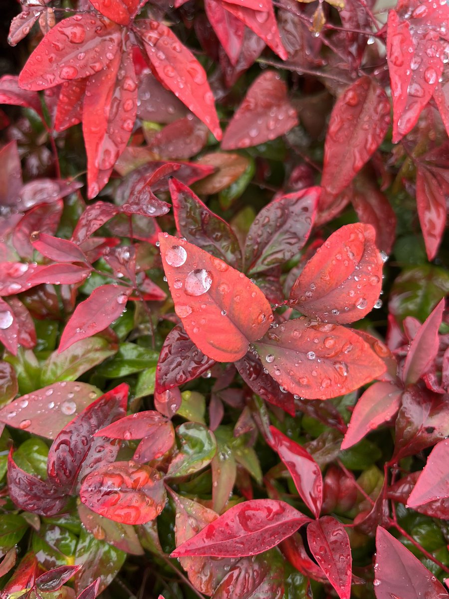 恵の雨