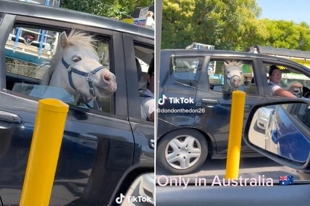 Woman pulls up to McDonald's drive-thru with tiny horse in car: 'Only in Australia' trib.al/rrWK9dt
