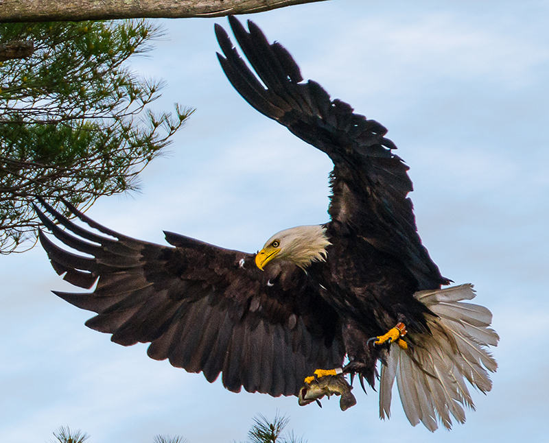 Dean Pariseau  took this photo that shows off the eagles' talons - the tool they use for hunting. Eagles have 4 toes and the talons can be 2 inches long from the toe to tip. 
#baldeagles #raptors #birdsofprey #thelastgreenvalley #tlgv #conservation #nationalheritageareas #nps