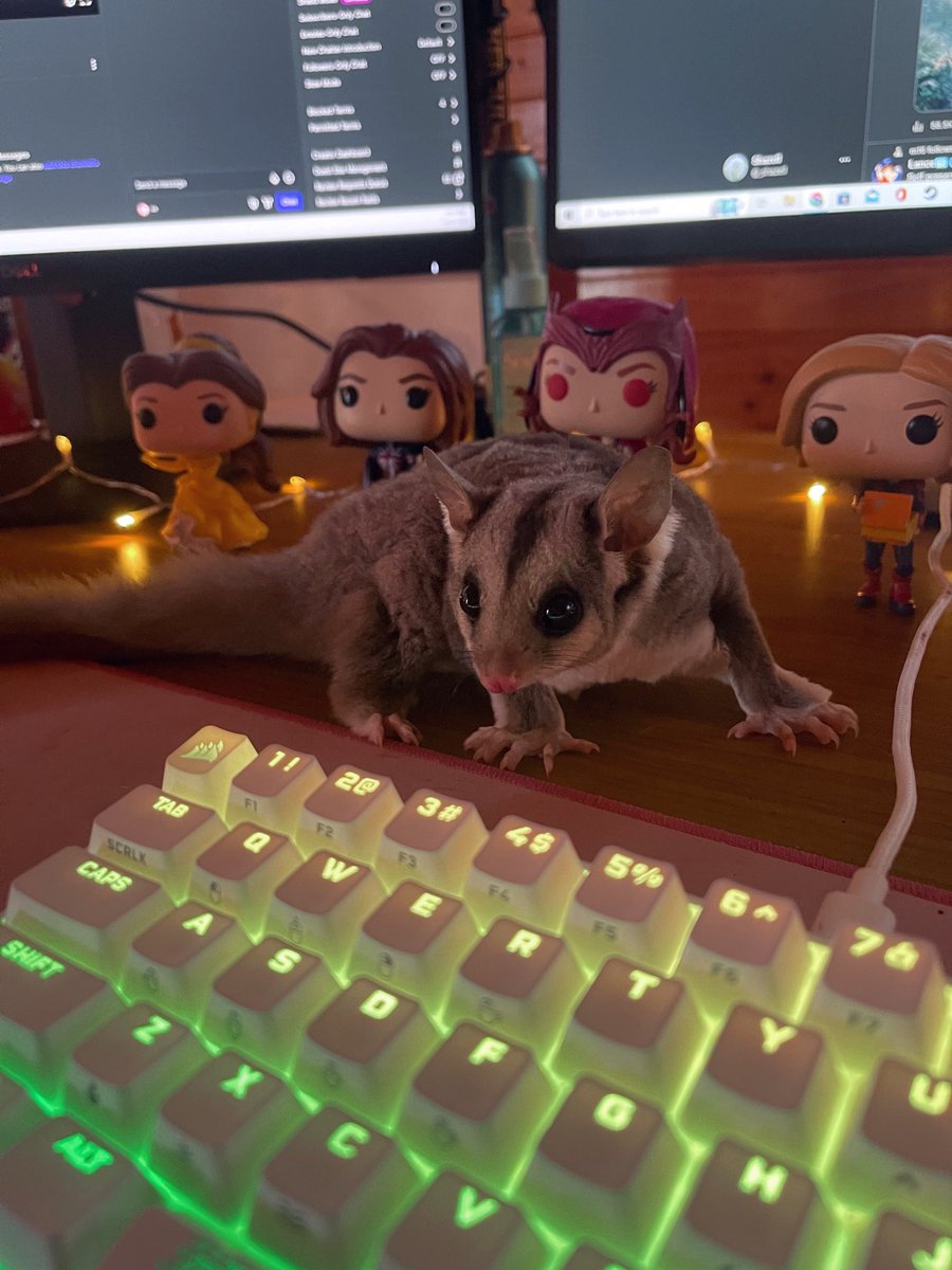 _shazell's tweet photo. Very hot today (currently 35 degrees) so the little baby gliders have come in for a reprieve 🥵
Will Waffle help or hinder today’s Sims stream?
Going live now!
#Twitch #TwitchStreamer #TwitchTV #Streamer #Streaming #Live #Sims4 #Gaming #Heatwave #SquirrelGlider https://t.co/IPyOrnWNu7