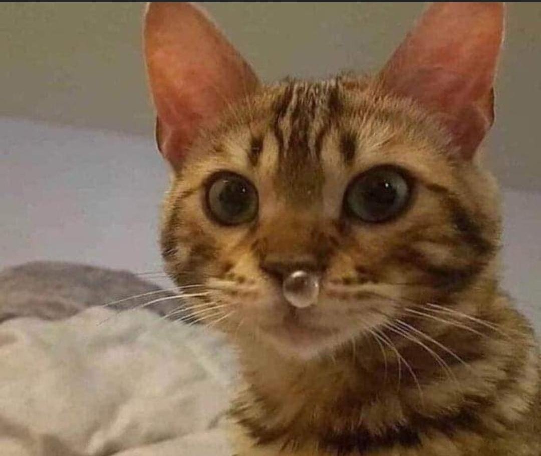 Green_Pan tweet media