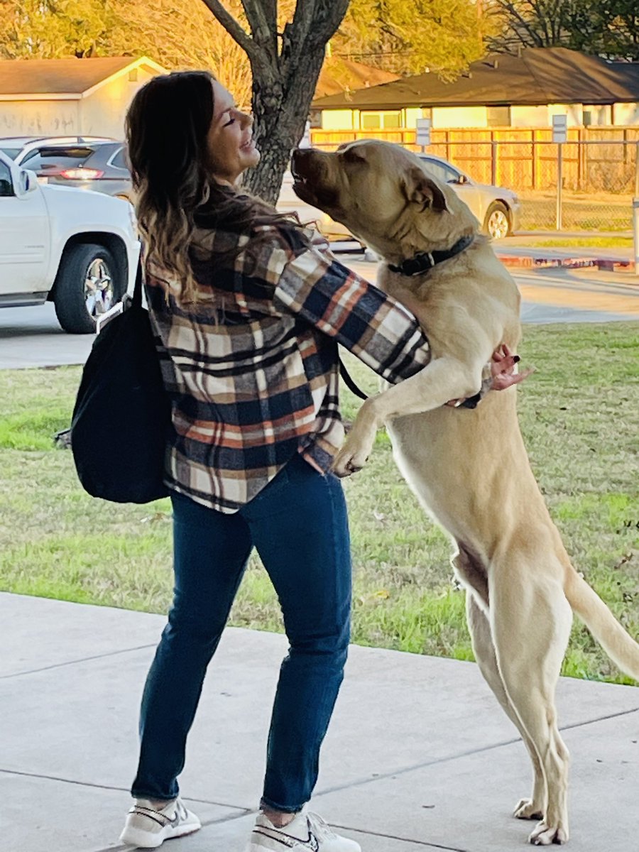 mrswthornhill's tweet photo. PH Elementary or PH Shelter? Meet Bruno, the second pup we rescued this week! 💙 I’m glad he made it home, but I wish he had come home with me. #bigboy #playfulpup #musclesonmuscles https://t.co/j0edRlrQm3