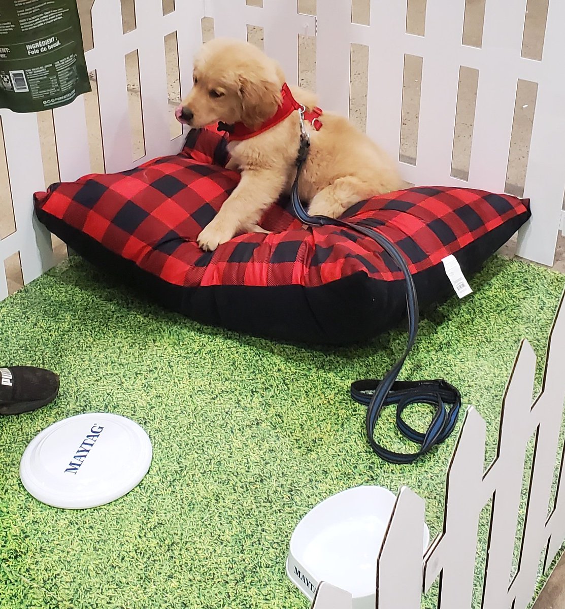 Our first furry visitor of the weekend Lowe's Pet Party.