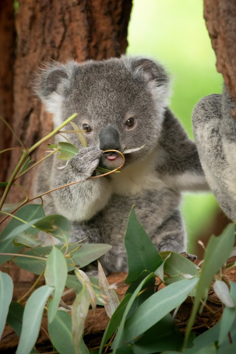 Wildlife Warriors have spoken and the chosen name for our gorgeous koala joey is Bluey!💙 Thank you to everyone who casted a vote in our story and posts. You can see beautiful Bluey in our Koala Nursery🐨 #AustraliaZoo