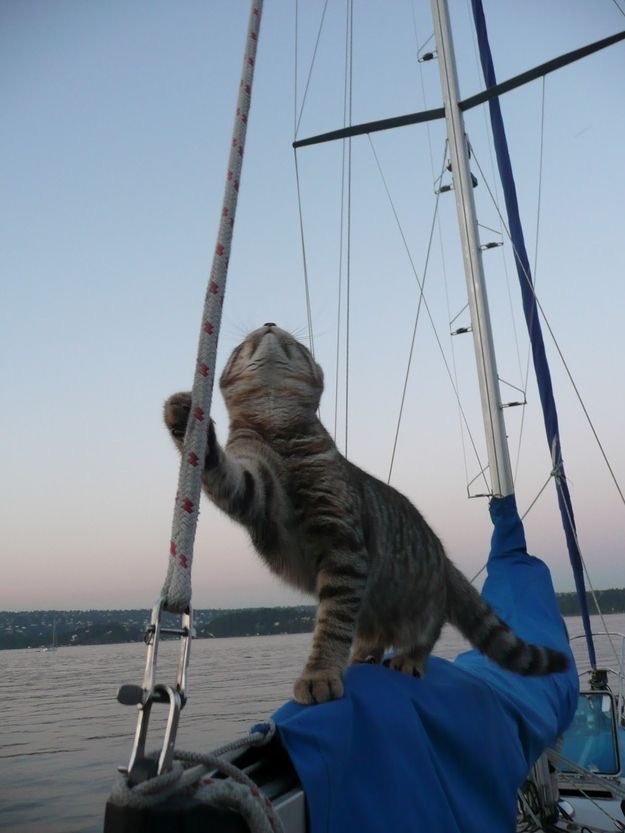 txt as cats ! tweet media