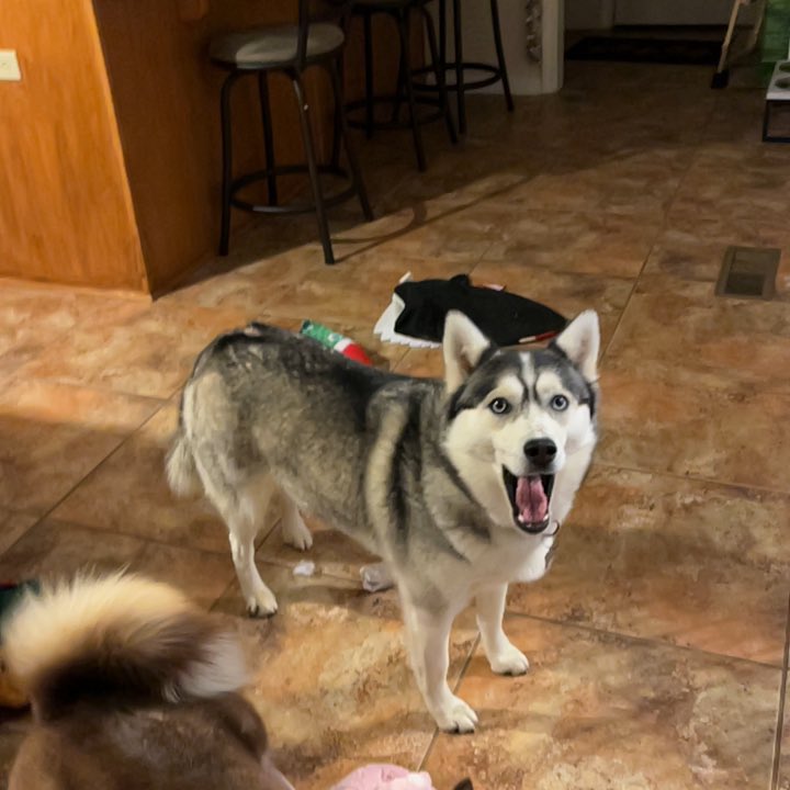WaywardBlade24's tweet photo. RT or face the Pomsky wrath:

#NHLAllStarVote  Roman Josi
#NHLAllStarVote  Filip Forsberg https://t.co/0wBKzJmN4M