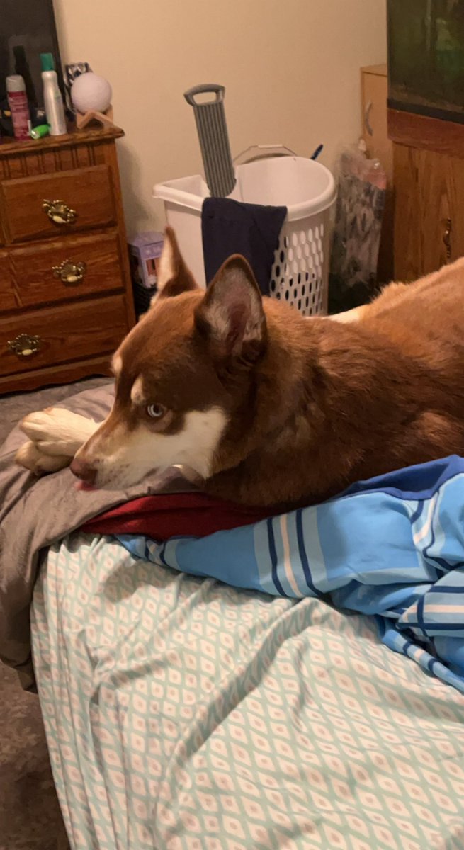 WaywardBlade24's tweet photo. RT or face the Pomsky wrath:

#NHLAllStarVote  Roman Josi
#NHLAllStarVote  Filip Forsberg https://t.co/0wBKzJmN4M