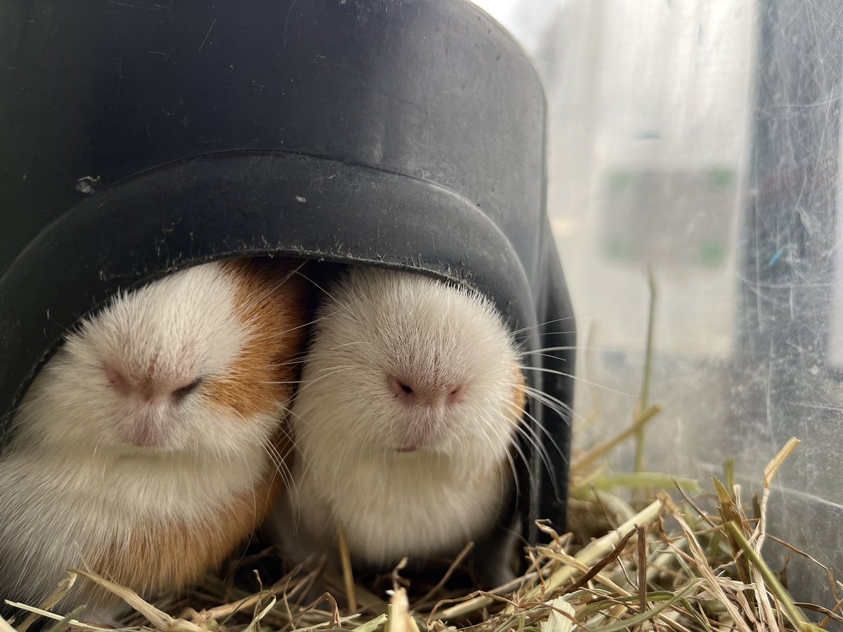 須坂市動物園【公式】 tweet media