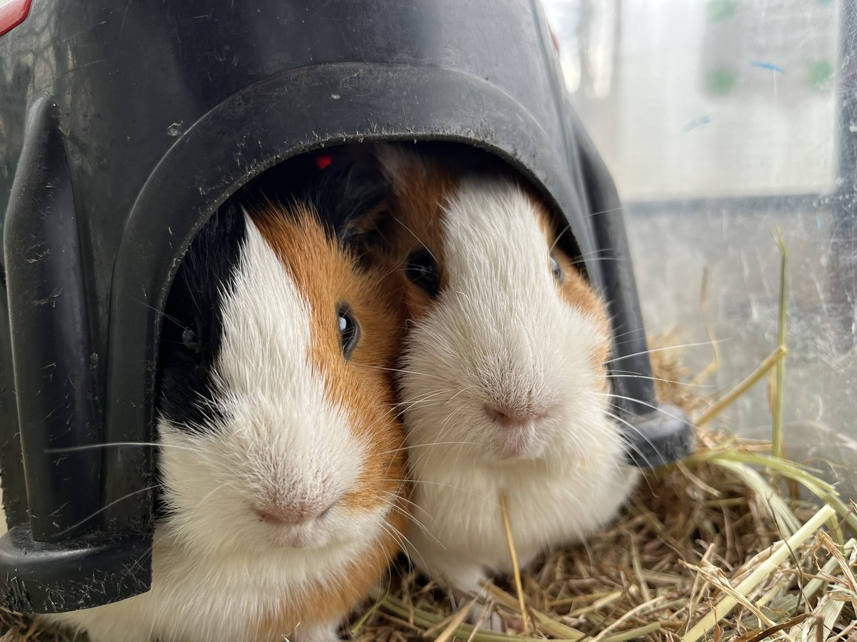 須坂市動物園【公式】 tweet media