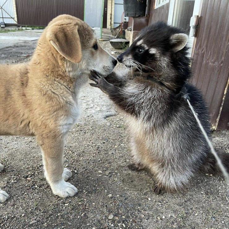 raccoonhourly's tweet photo. https://t.co/uxCxSTpOO9