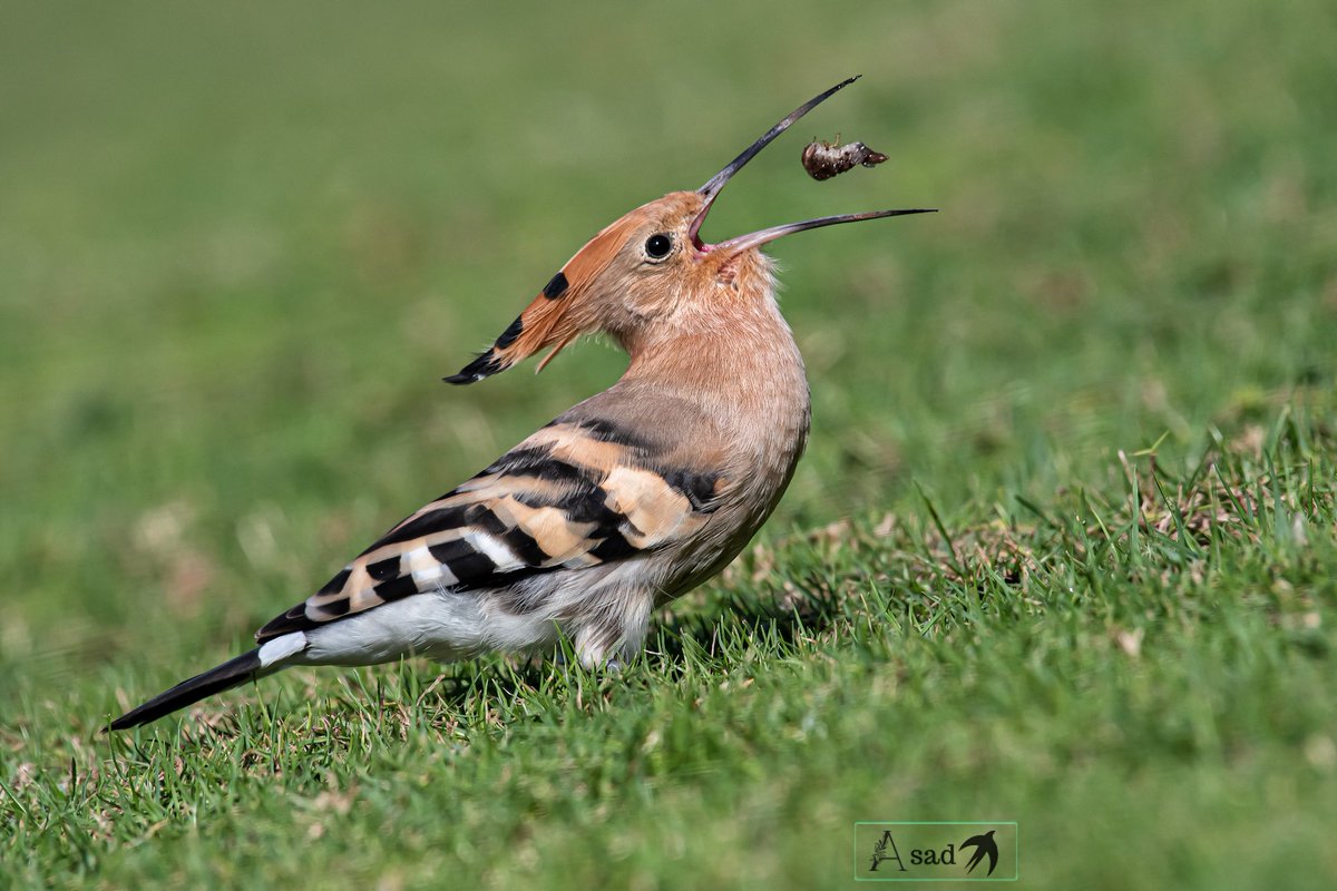 The toss! 
Do you eat your food or enjoy your food, ask a hoopoe🤗 
#IndiAves #BBCWildlifePOTD #BirdsSeenIn2023 #birdphotography #birds #birdwatching #ThePhotoHour #NaturePhotography #NationalGeographic #earthcapture #photooftheday #wildlifephotography