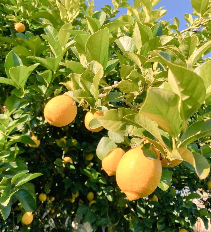moon_palett's tweet photo. Anillos de Papel | Kookmin au
#jikook #kookmin #jikookau #kookminau

Tal y como los limones amar es tan agridulce, aveces se siente como un limonada o tarta de limón mientras que otras en otras ocasiones es el mismo limón https://t.co/jxzvfZq60Y