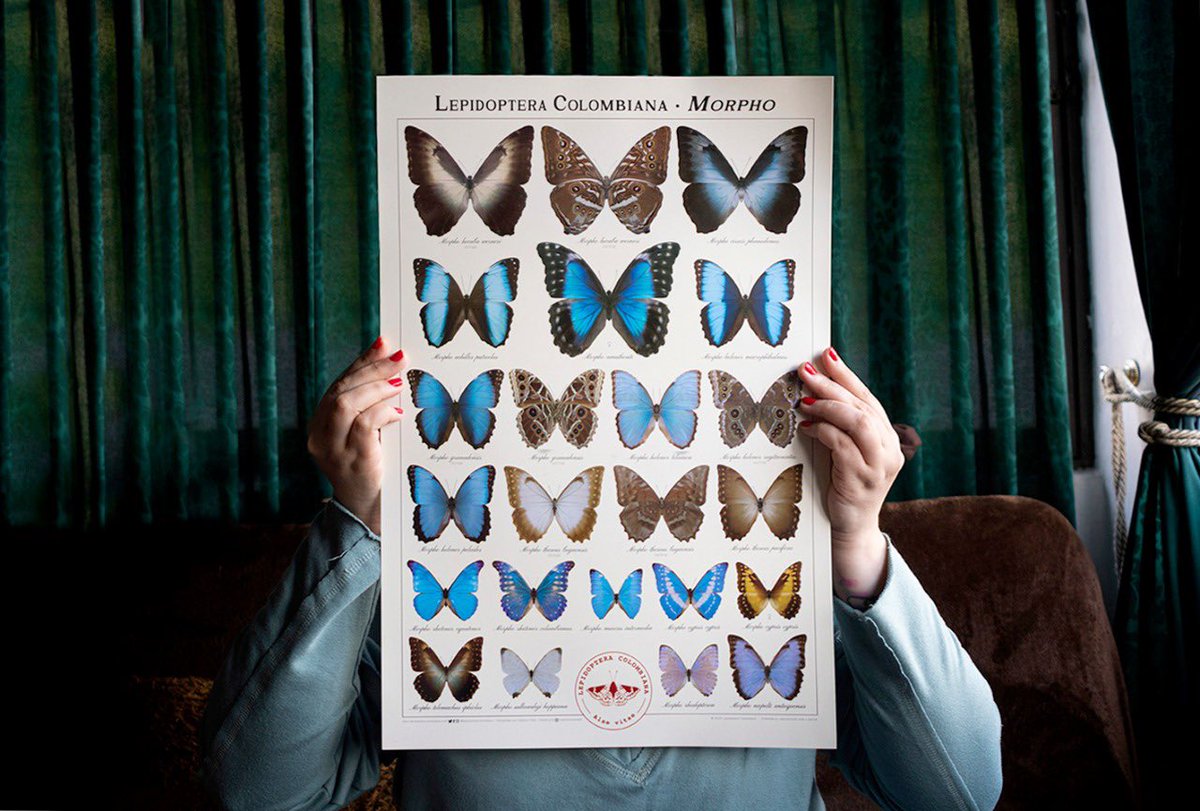 IndianaCristo's tweet photo. Ya tenemos disponible el 2º afiche de Lepidoptera Colombiana, dedicado al emblemático género Morpho. Una selección de 14 especies y 16 subespecies🇨🇴🦋

Precio: $65.000 COP con envío incluido a ciudades principales de Colombia. 
Pedidos por WhatsApp +57 3213900620 🇨🇴o por DM. https://t.co/z71zedczqg