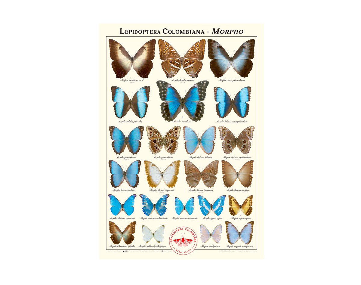 IndianaCristo's tweet photo. Ya tenemos disponible el 2º afiche de Lepidoptera Colombiana, dedicado al emblemático género Morpho. Una selección de 14 especies y 16 subespecies🇨🇴🦋

Precio: $65.000 COP con envío incluido a ciudades principales de Colombia. 
Pedidos por WhatsApp +57 3213900620 🇨🇴o por DM. https://t.co/z71zedczqg