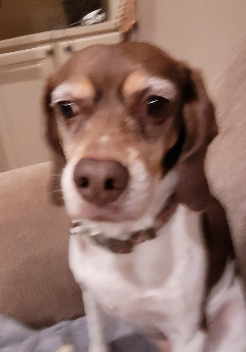 This Cat Is Fucked Up Bruh 'statistician' on Twitter: "this dog is fucked up bruh"