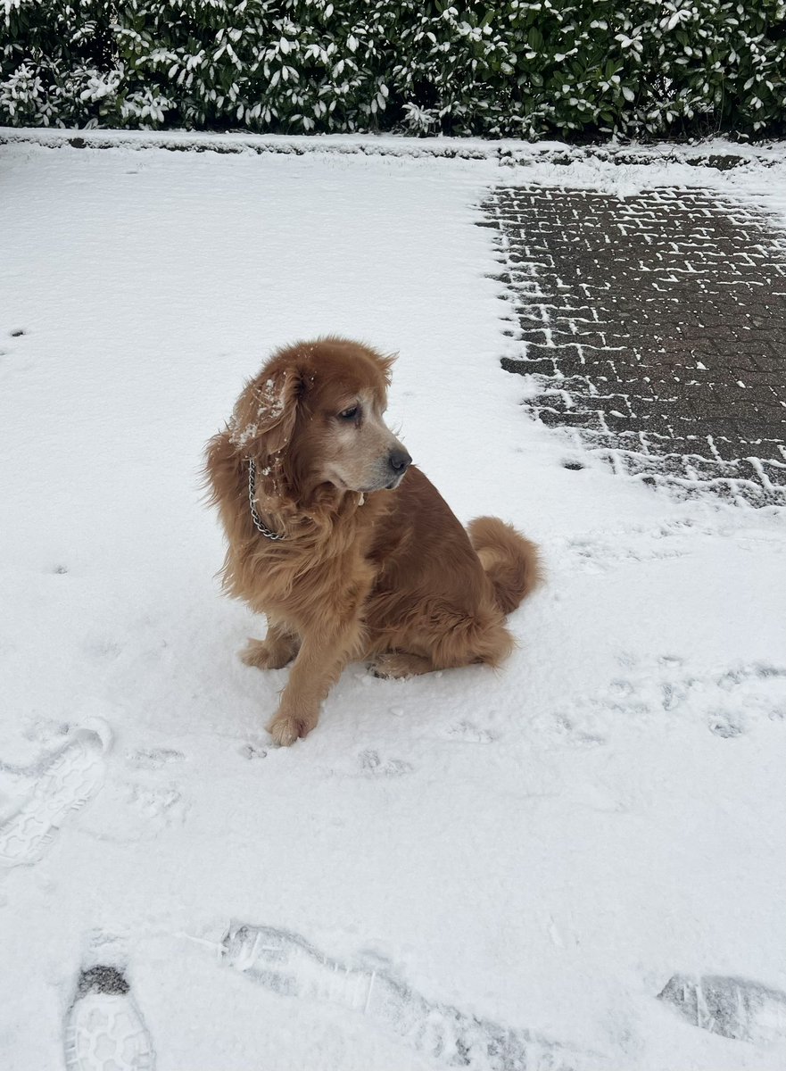 rohanset's tweet photo. @nceejay @brianne2k Ginger se bhi milne aa jao is baar to celebrate his 10th birthday 😀😀 https://t.co/GEzhbN3JBJ