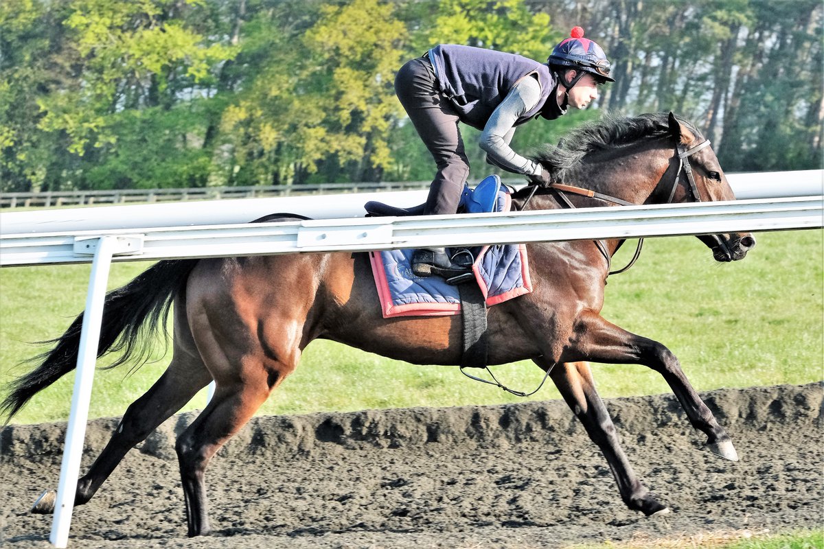 SimcockRacing's tweet photo. HARRY BROWN 🌟WINS🌟(3yo g Harry Angel IRE - Sarshampla IRE) the 6f Handicap @LingfieldPark under @Hayleyturner123 for SHEIKH JUMA DALMOOK AL MAKTOUM & @SimcockRacing #AlBasti #AlBastiEquiworldDubai https://t.co/ET3nDhZOqk