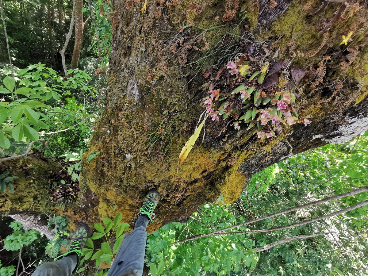 jraldred's tweet photo. Found these stunning orchids 45m up in the #rainforestcanopy yesterday. Was my first climb of the trip and felt sooo good to stretch my muscles after such a long journey out from UK.
The sheer wealth of life supported by old growth #tropical trees is staggering.
#wildlifefilming https://t.co/iuTLzOqDvi