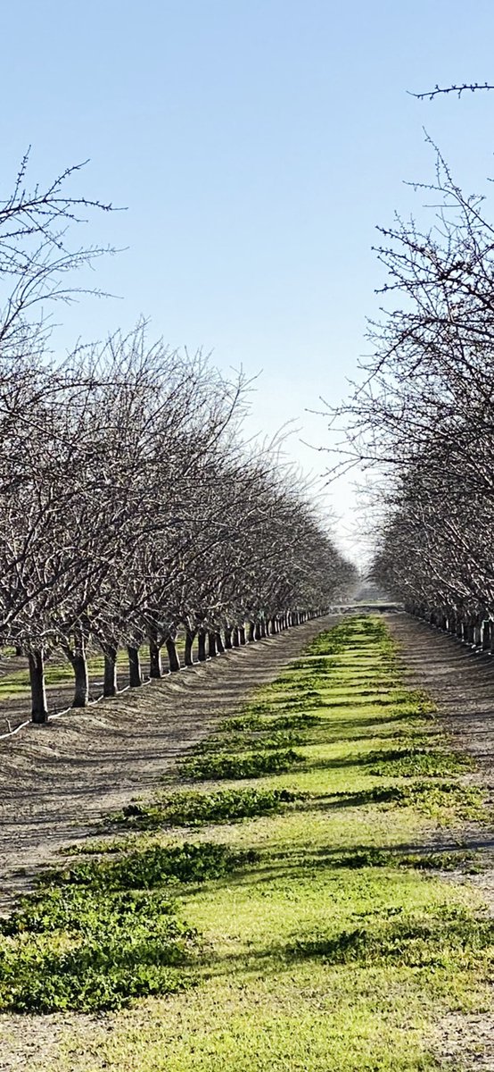 AlbertoVimar's tweet photo. Dos fotos son #Almendros #Nonpareil #California y dos #Vayro nuestros en #Caspe #BajoAragón !! Tampoco estamos ni tan mal no ??? https://t.co/yChHecW8YZ