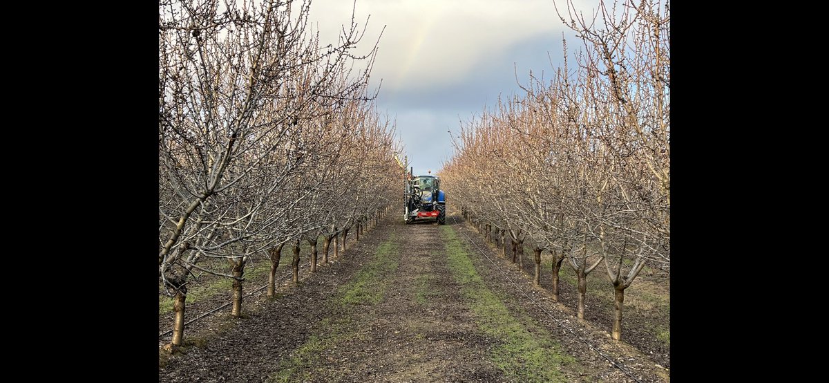 AlbertoVimar's tweet photo. Dos fotos son #Almendros #Nonpareil #California y dos #Vayro nuestros en #Caspe #BajoAragón !! Tampoco estamos ni tan mal no ??? https://t.co/yChHecW8YZ