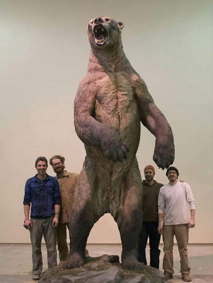 Trad_West_Art's tweet image. Why is it the further back in time you go the bigger and toothier and more deadly everything is?

Arctodus simus, faster and larger than any bear today, stood as tall as 12 feet on its hind legs, and became extinct some 12,500 years ago,