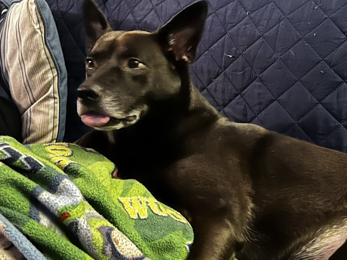 THEPOKEPLATEAU's tweet image. Happy Saturday #PokemonWorld!

May your pulls be blessed by the Good Luck Pup, Paddy! 🍀🐾