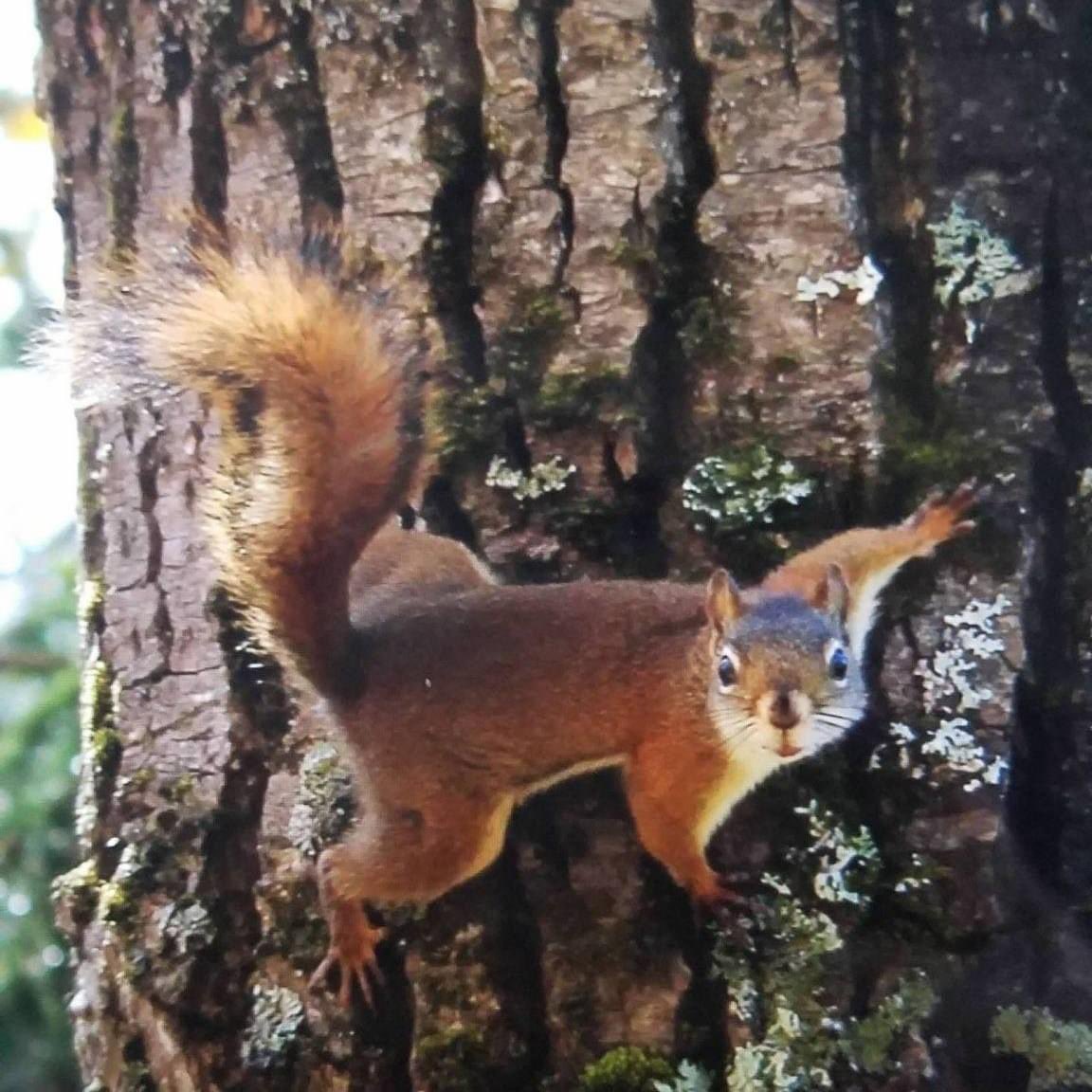 MNLcorp's tweet photo. We're celebrating #SquirrelAppreciationDay! A large portion of nuts and seeds they cache end up forgotten? Because of this, Squirrels play an important part in native forest regeneration. Native trees and shrubs are host plants to hundreds of #pollinator species! #MN #ecosystem https://t.co/zYvgwJoRZ5