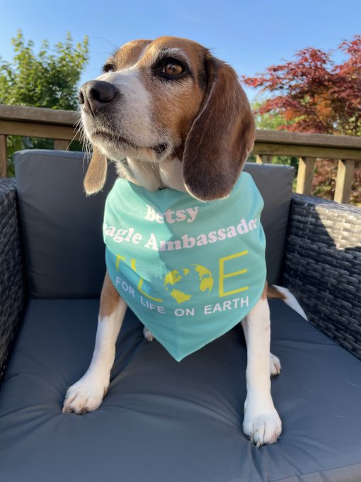 Betsy was rescued from a cruel laboratory dog breeder; she's now helping 
@forlifeonearth
 end experiments on #dogs, and other animals. #EDM278 #EndAnimalTesting