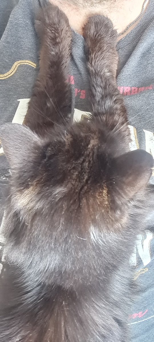 GeorgePearlCats's tweet photo. Happy #Caturday efurryone. I's making it a #SofaSaturday but hoodad is already on the sofa so I just sits on him. #CatsOfTwitter https://t.co/Tnf0EvndGG