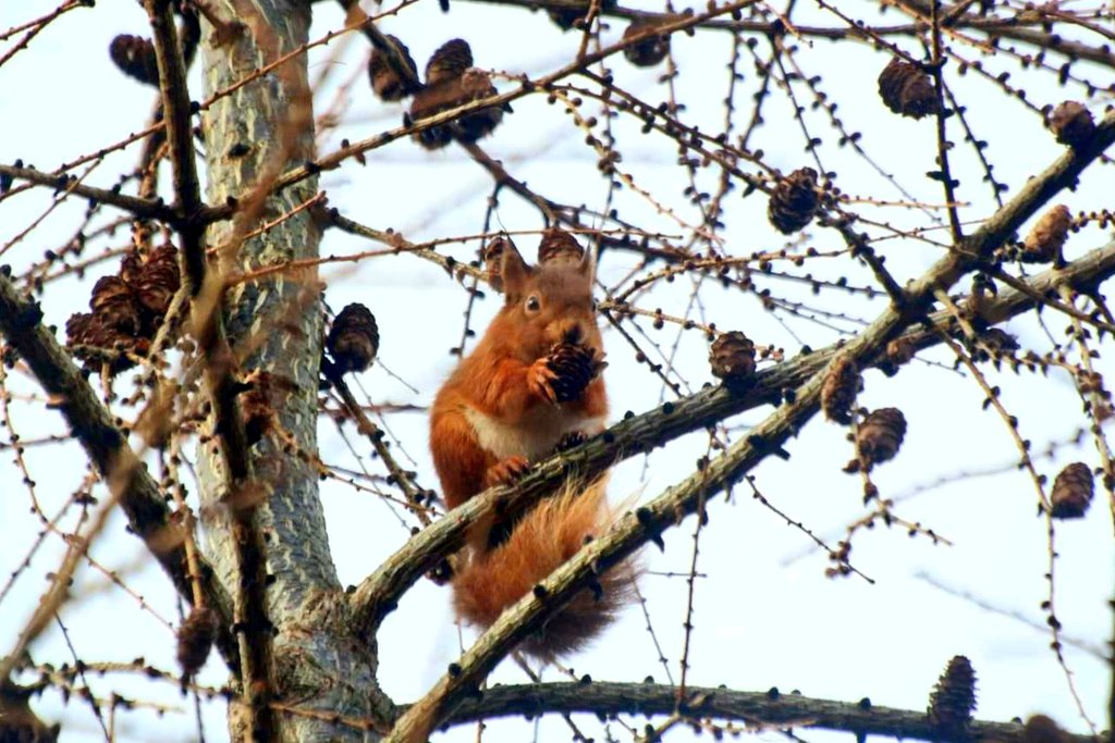 Happy #RedSquirrelAppreciationDay ☺️