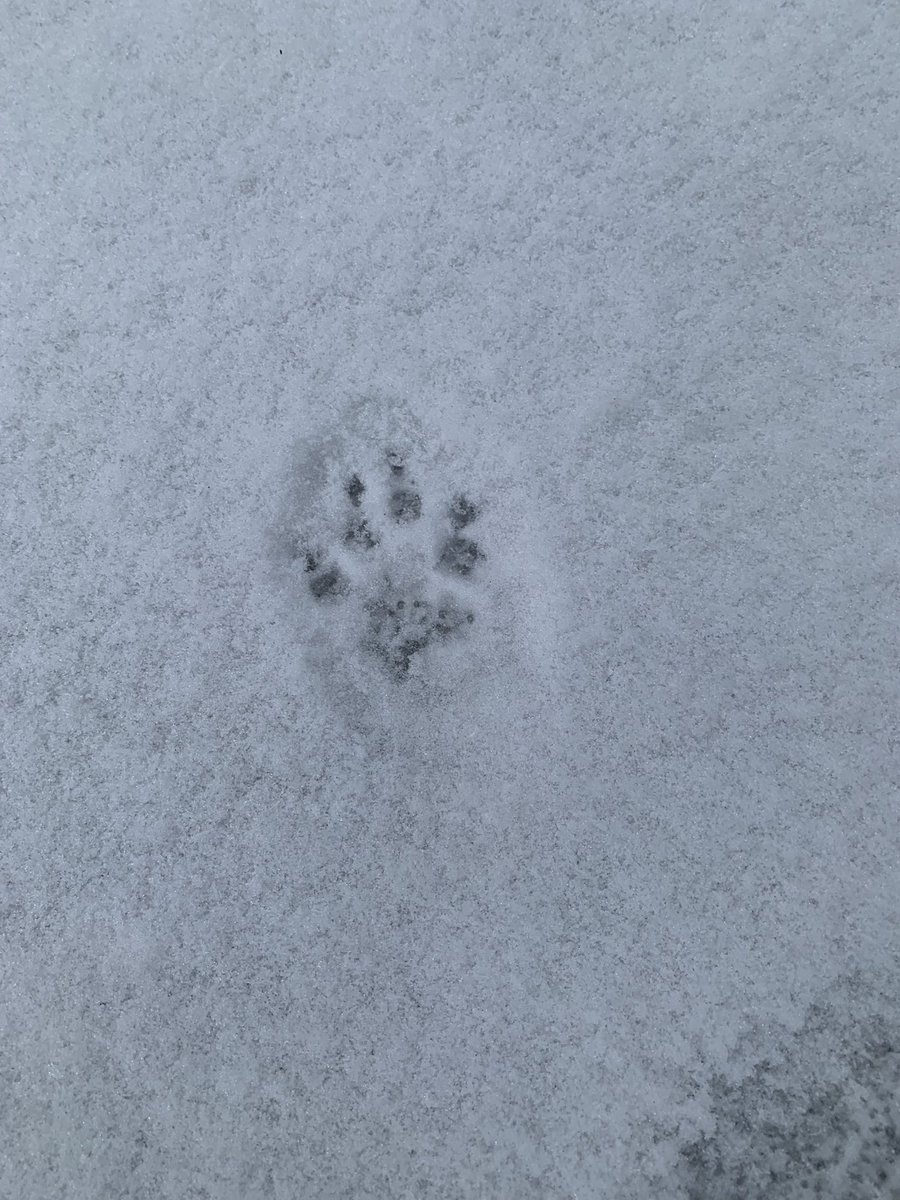 Good morning y’all! Need help identifying this track! It’s slightly larger than a toonie! <a href="/bushcamp2/">The Thankful Outdoorsman</a> <a href="/Explorationproj/">Exploration Project</a> <a href="/mcrae_b/">Brian McRae</a> <a href="/CanadianBeard/">Bearded Canadian</a> <a href="/JMarkRyckman/">Mark Ryckman 🇨🇦</a> <a href="/PYE75/">Robert J. Pye</a>