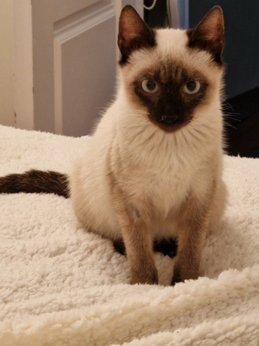 david23191's tweet photo. Os presento al nuevo miembro de la familia 🐱
Se llama Capuchino, un siamés de poco más de dos mesecitos 🥰 https://t.co/H9Y2pXZqiW