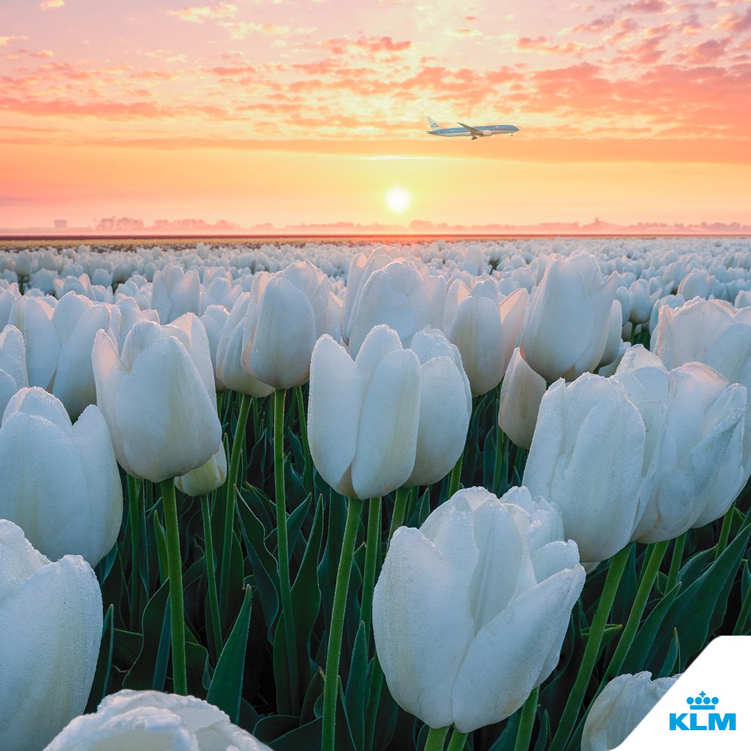 KLM tweet media